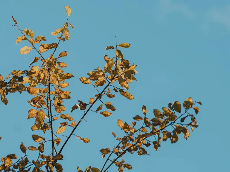 pexels-lorenzomessinaph-34720272.jpg